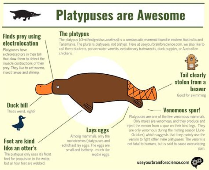 what do you call a group of platypus