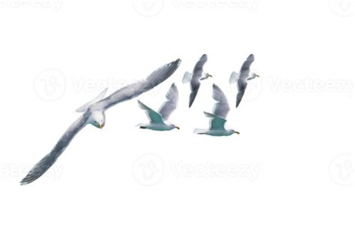 what do you call a group of seagulls