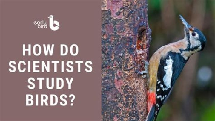 what do you call a scientist who studies birds