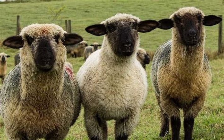 what do you call more than one sheep
