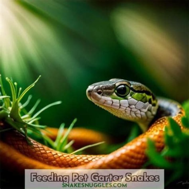 what do you feed a garter snake