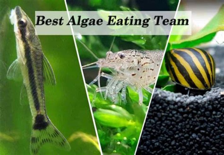 what does a algae eat