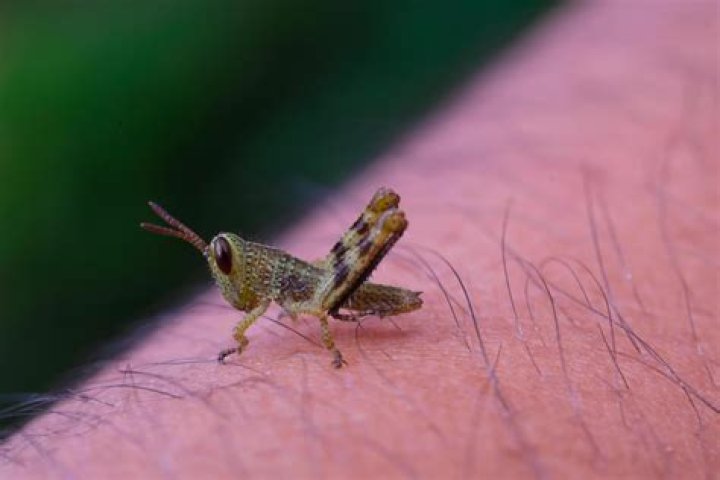 what does a baby grasshopper look like