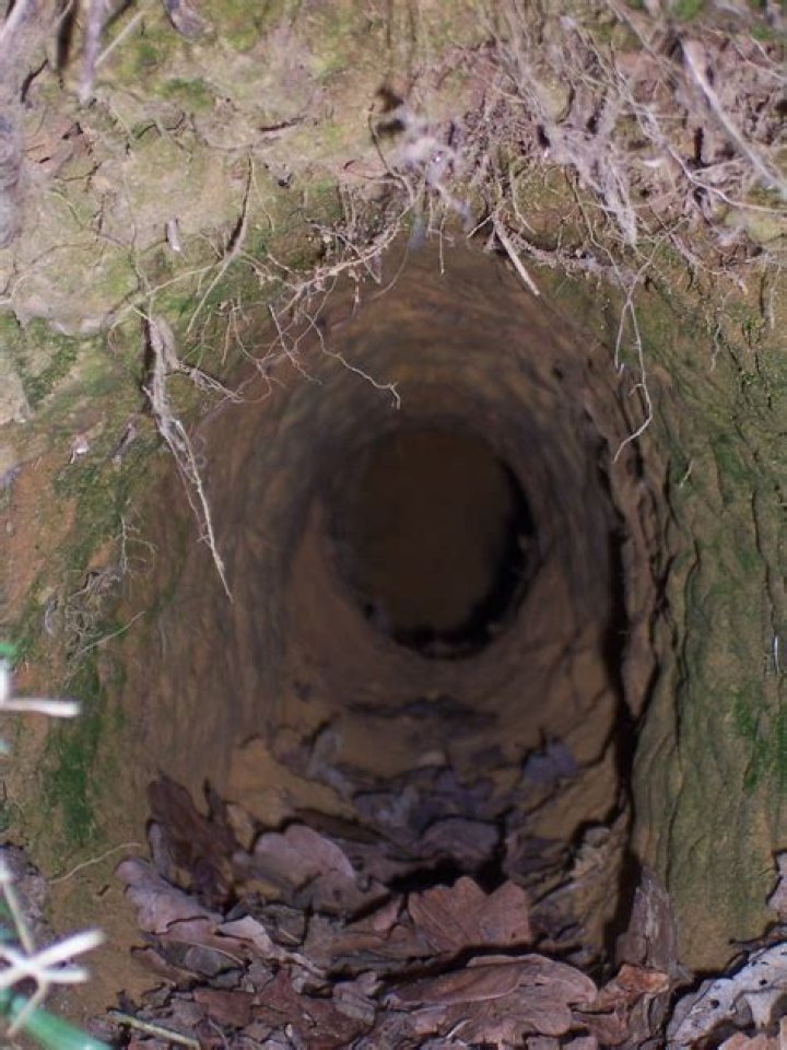what does a burrow look like