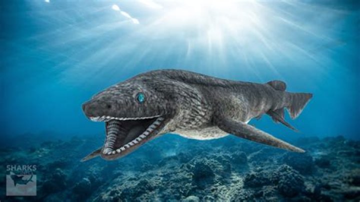 what does a frilled shark look like