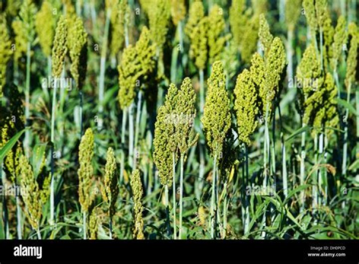 what does a millet plant look like