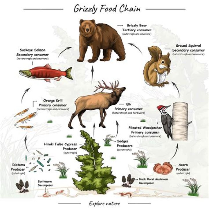 what does a mouse eat in the food chain