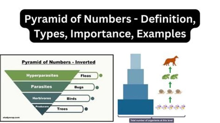 what does a number pyramid tell you about an ecosystem