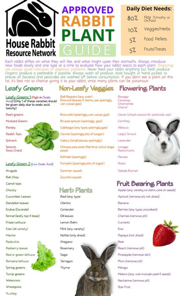 what does a rabbit need to stay alive and healthy