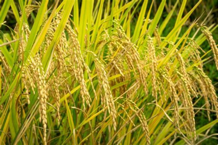what does a rice seed look like