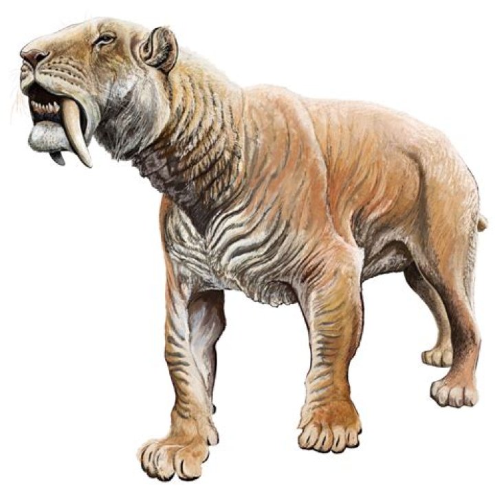 what does a saber tooth tiger look like