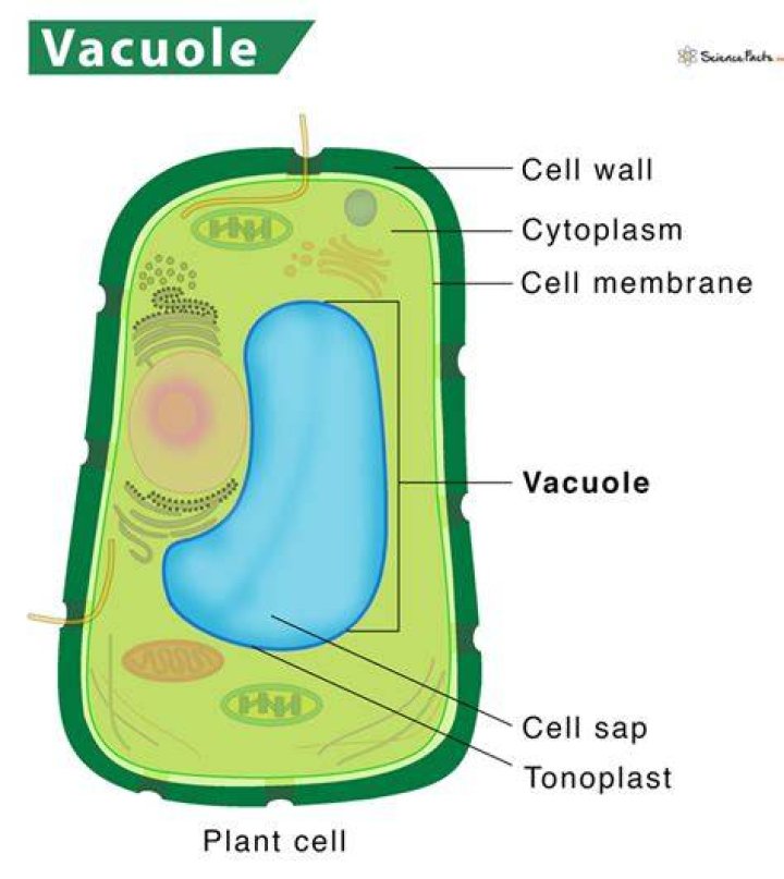 what does a vacuole look like