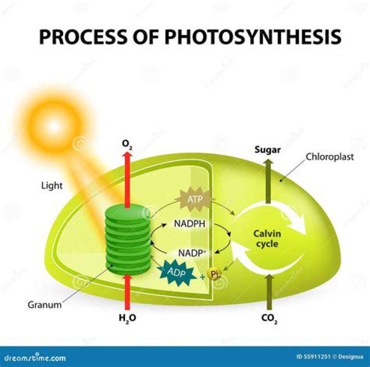 what does atp do in photosynthesis