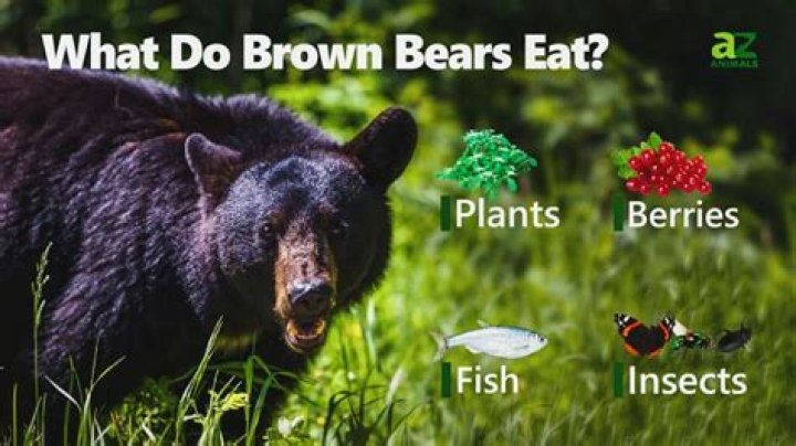 what does bears like to eat