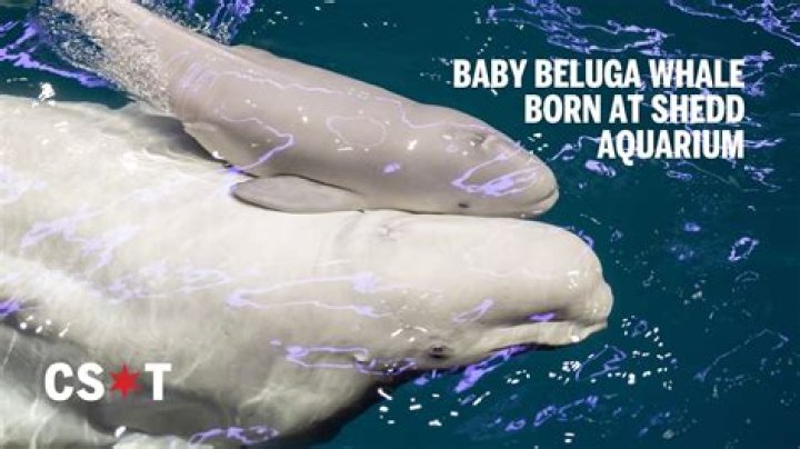 what does beluga whale taste like