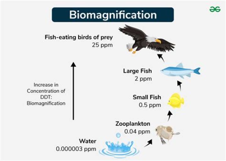 what does biomagnification mean - Lisbd-net.com