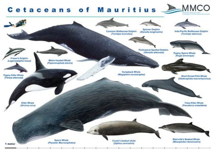 what does cetaceans mean - Lisbd-net.com