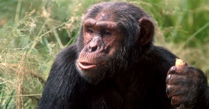 what does chimp mean - Lisbd-net.com