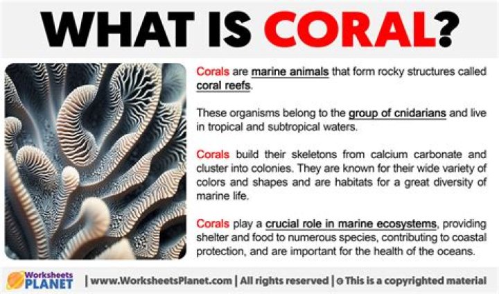 what does coral mean - Lisbd-net.com