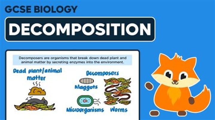 what does decompose mean - Lisbd-net.com