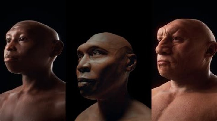 what does erectus mean - Lisbd-net.com