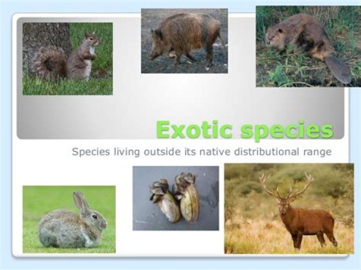 what does exotic species mean