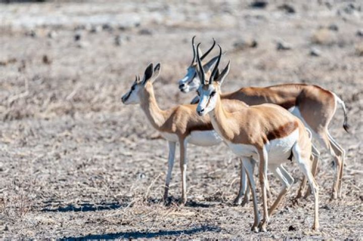 what does gazelles eat - Lisbd-net.com
