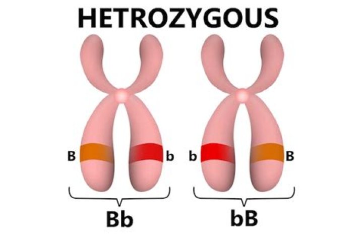 what does heterozygous mean in biology