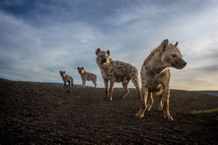 what does hyena eat - Lisbd-net.com