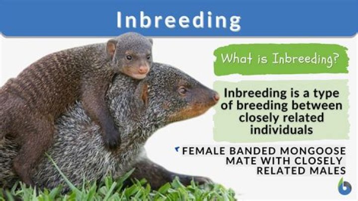 what does inbred mean - Lisbd-net.com