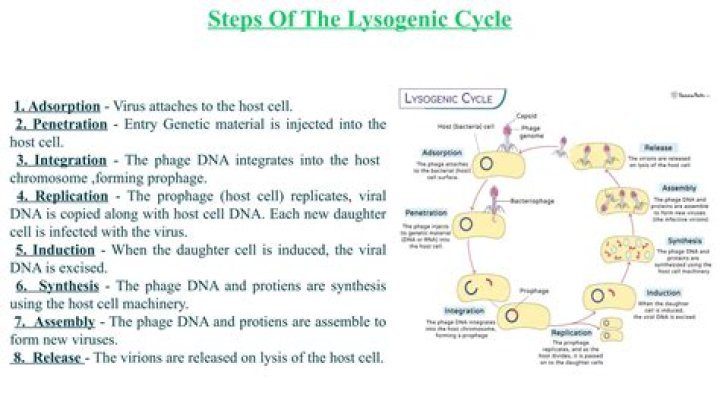 what does lysogenic mean - Lisbd-net.com