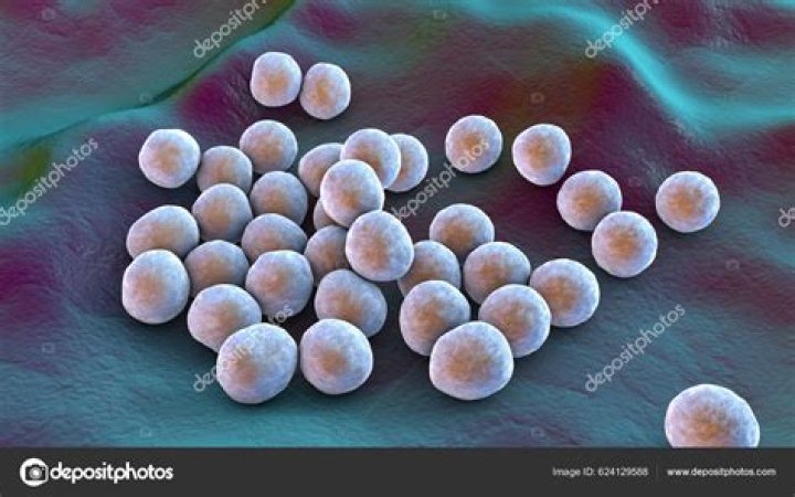 what does mrsa look like under a microscope