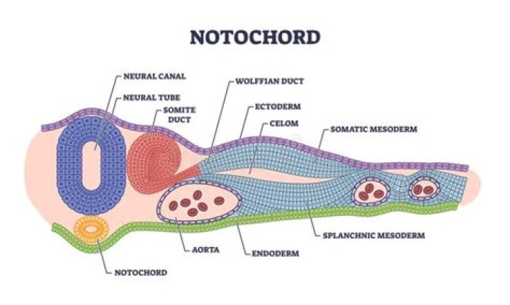 what does notochord become - Lisbd-net.com