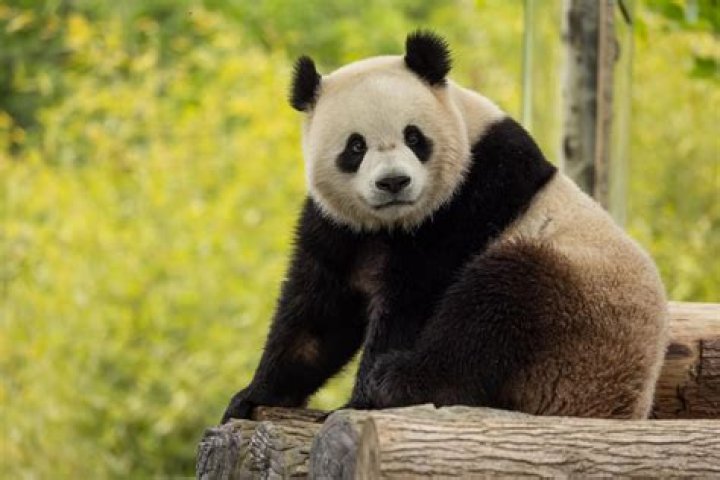 what does panda poop look like