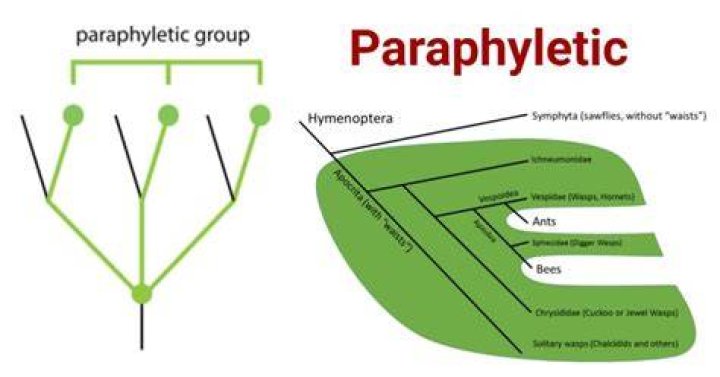 what does paraphyletic mean - Lisbd-net.com