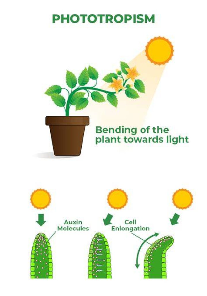 what does phototropism mean - Lisbd-net.com