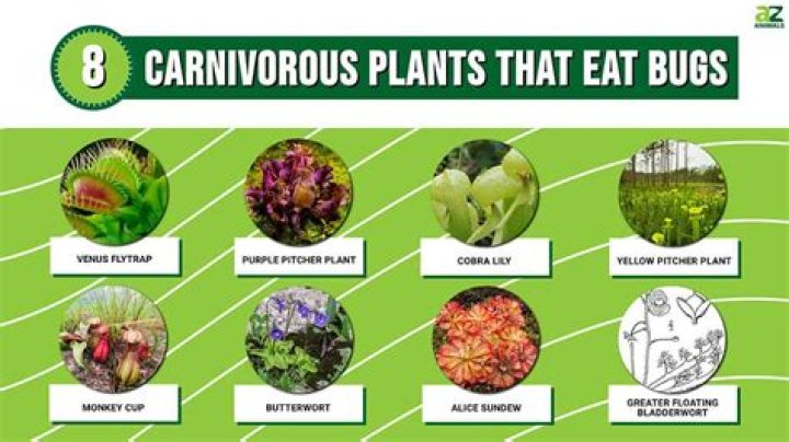 what does plants eat - Lisbd-net.com