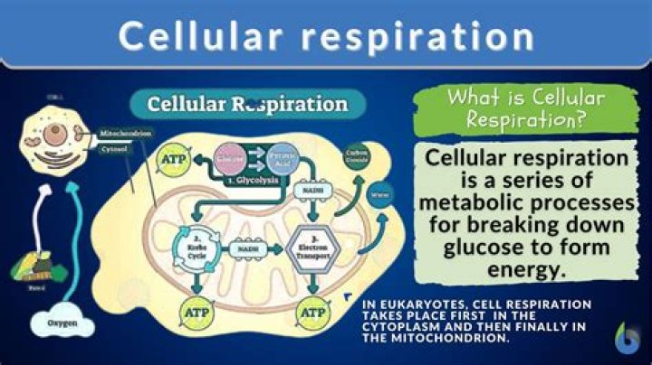 what does resperation do - Lisbd-net.com