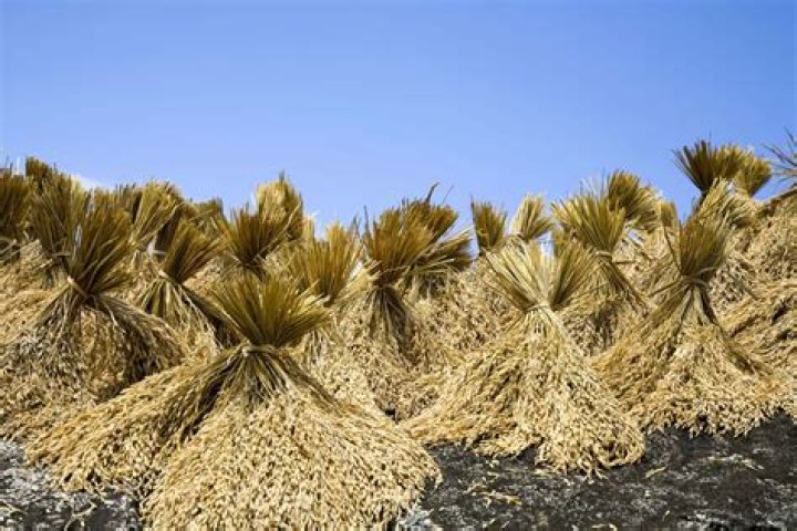what does rice look like when harvested