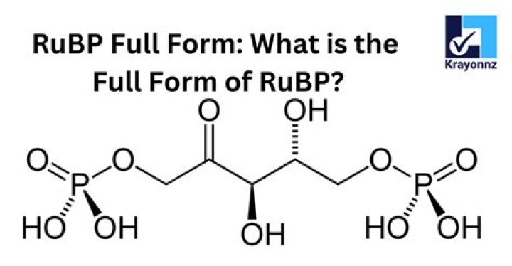 what does rubp do - Lisbd-net.com
