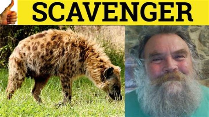 what does scavenger means - Lisbd-net.com