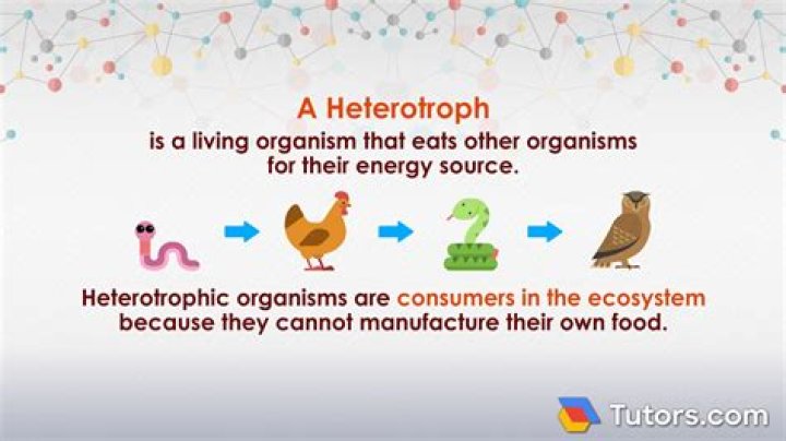 what does the amount of food available for heterotrophs depend on?