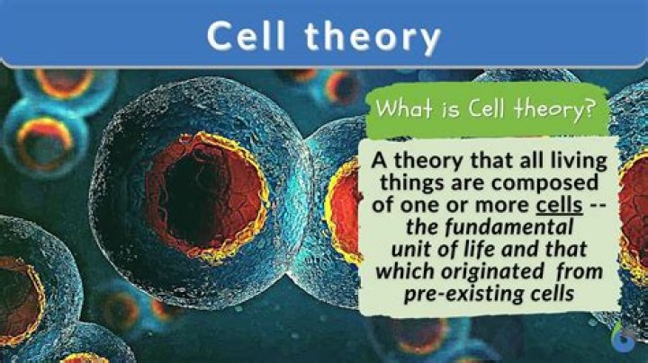 what does the cell theory apply to