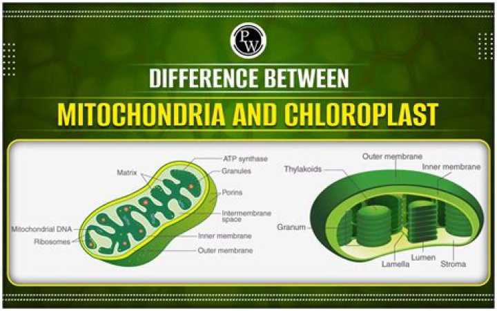 what does the mitochondria in a plant cell do
