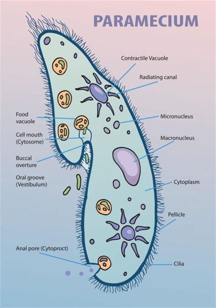 what does the paramecium eat