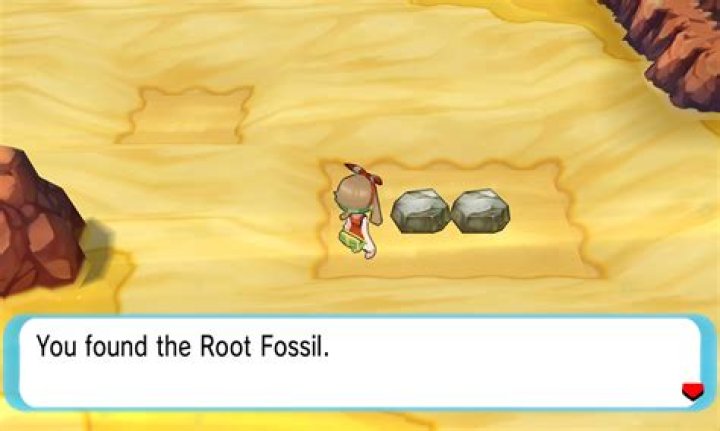 what does the root fossil evolve into