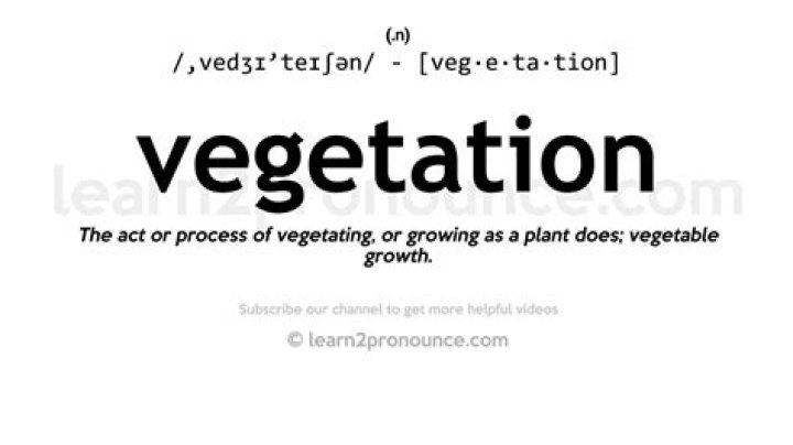 what does the word vegetation mean