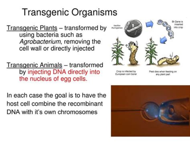 what does transgenic mean in biology