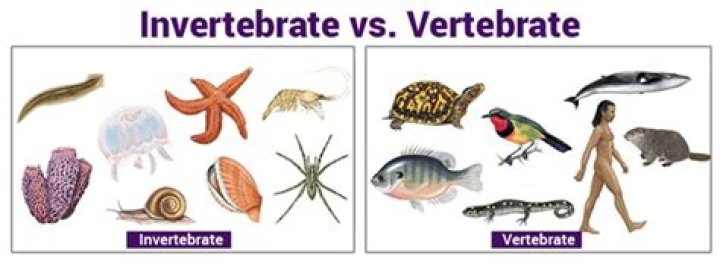 what does vertebrate and invertebrate mean