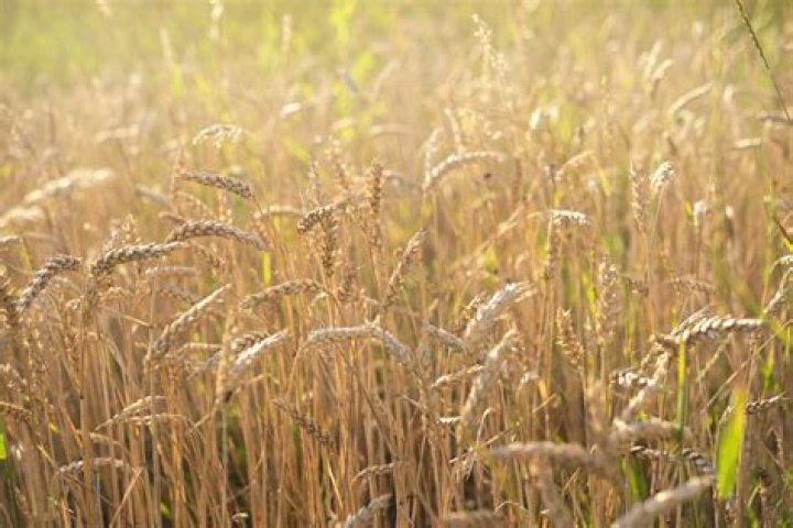 what does wheat look like in the field